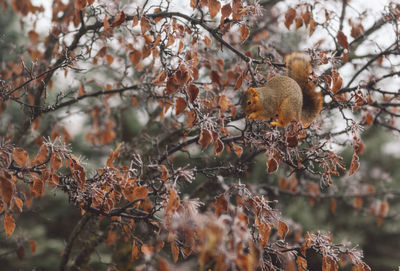 View of a squirrel in a tree