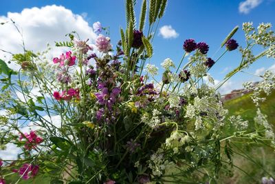 Low angle view of flowering plants against sky