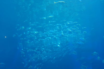 Fish swimming in sea