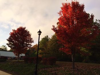 Trees against sky during autumn