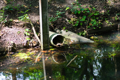 Plants by water pipe