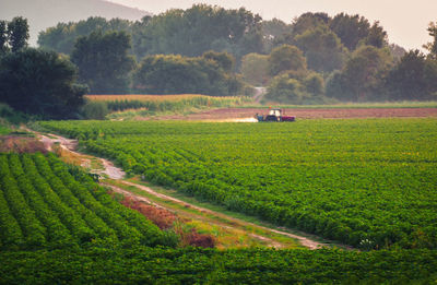 Scenic view of agricultural field