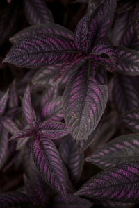 Close-up of purple flowers on leaves