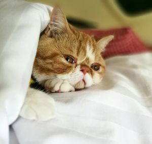 Close-up portrait of cat relaxing on bed