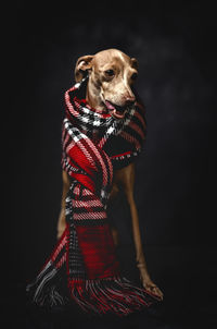 Dog looking away against black background