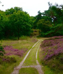 Narrow pathway along trees