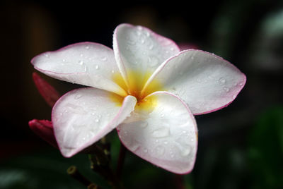 Close-up of water drops on flower