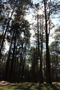 Trees in forest against sky