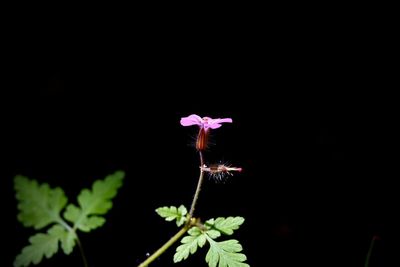 plant