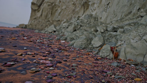 Close-up of dry leaves on rock