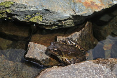 Close-up of frog in an alpine lake