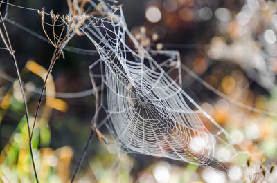 spider web