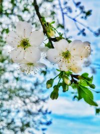 Close-up of white flowers blooming in park