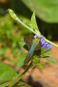 Close-up of insect on leaf
