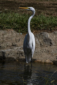 White heron in lake