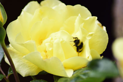 Close-up of bee on yellow flower