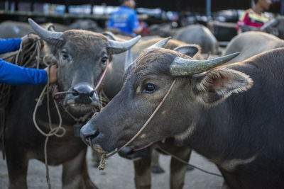 Close-up of cow