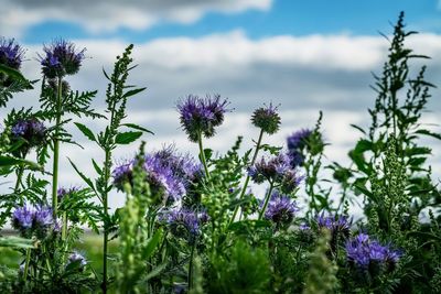 Purple flowers blooming on field against sky