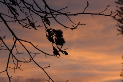 Close-up of silhouette branch against sky during sunset