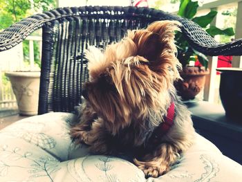 Close-up of dog relaxing on floor