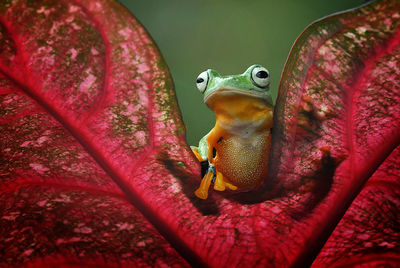 Close-up of frog on leaf