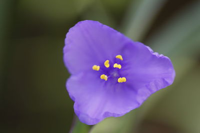 Close-up of purple flower