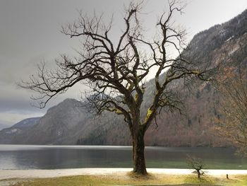 Bare tree by lake against sky