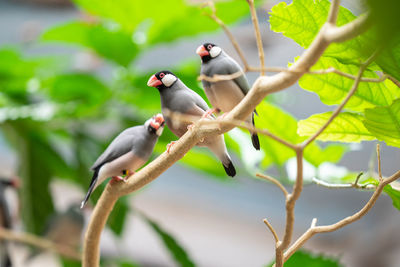 Low angle view of birds perching on branch