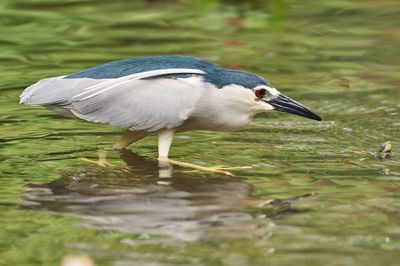 Close-up of bird in lake