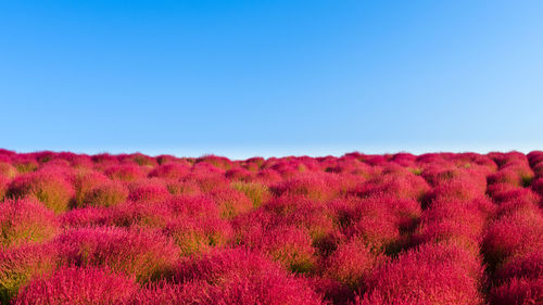 Scenic view of field against clear blue sky