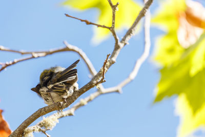 Low angle view of bird perching on branch against sky