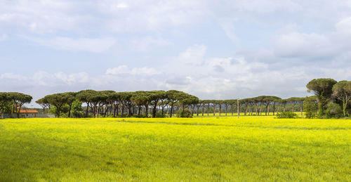 Scenic view of field against sky