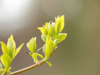 Close-up of plant