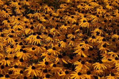 Full frame shot of yellow flowering plant