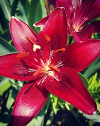 Close-up of pink flower