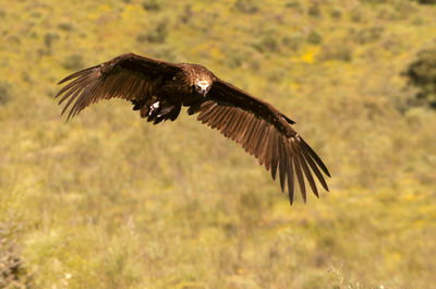 Bird flying in a field