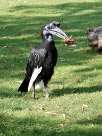 Black bird on a field