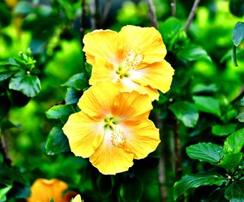 Close-up of yellow flowering plant