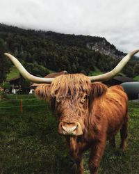 View of cow on field against sky