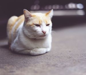 Close-up of cat sitting