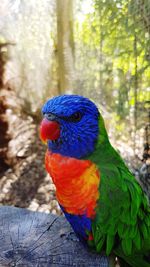 Close-up of a parrot