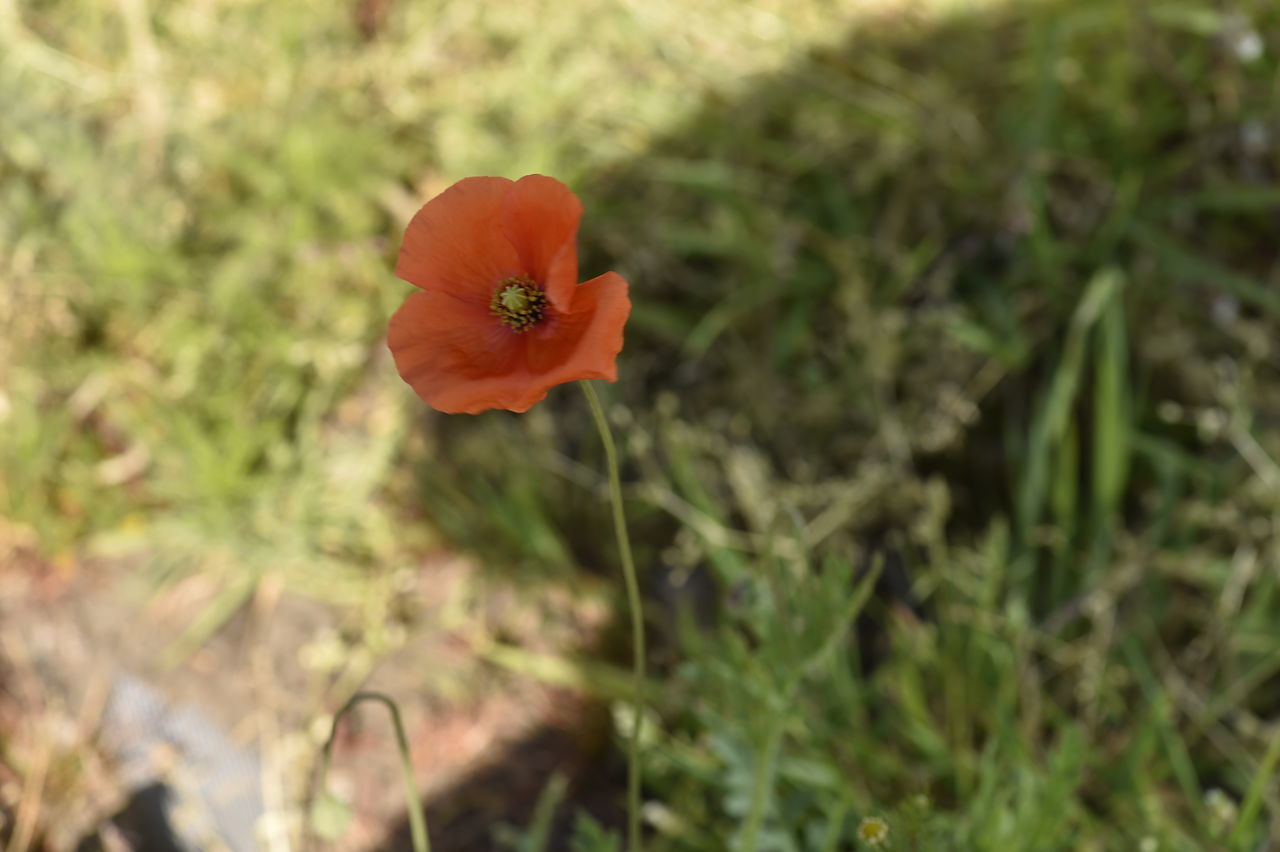 CLOSE-UP OF ORANGE POPPY FLOWER