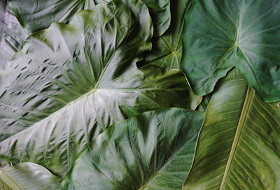 Full frame shot of leaves