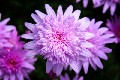 Close-up of pink flowering plant in park