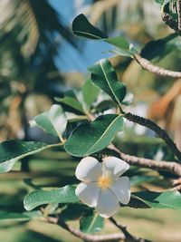 Close-up of flowering plant