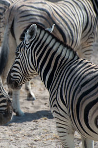Cute zebras in etosha national park. animal herd. namibia, africa