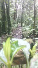 Close-up of plant in forest