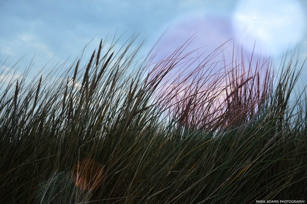 LOW ANGLE VIEW OF STALKS AGAINST BLUE SKY