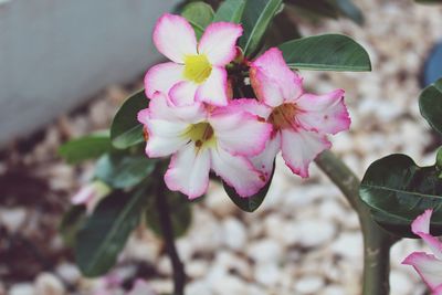 Close-up of pink flowers