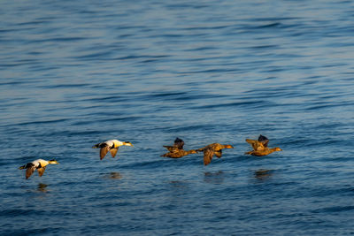 Ducks swimming in lake